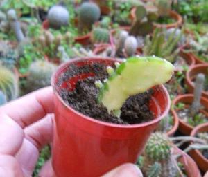 Cactus Opuntia monacantha 'Variegada "Maceta Plástico N 6