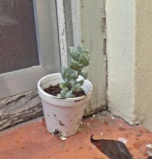 Planta suculenta oscularia deltoides en recipiente de 7 cm