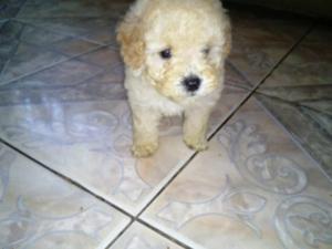 Vendo hermosos cachorros caniche Mini toy