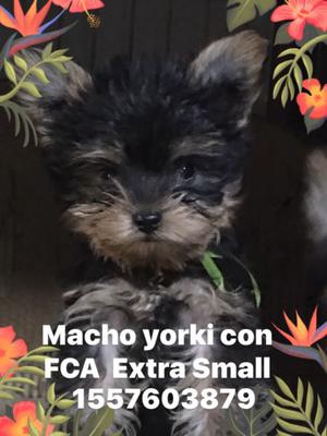 Yorki extra mini con pedigrí de FCA