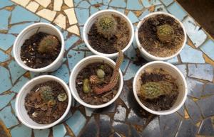 cactus en macetitas de telgopor