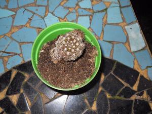 cactus lobivia aracnacantha en maceta plastica numero 8