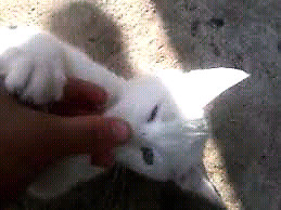 gatito siames albino machito 3meses