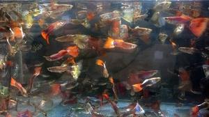 peces lebistes varios colores