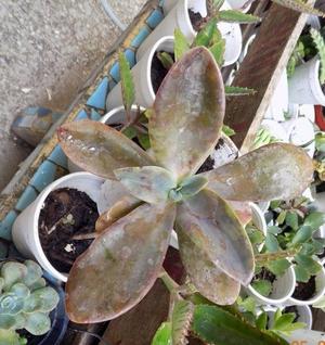 planta suculenta Echeveria Gibbiflora 'metallica'