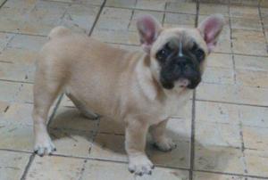 Vendo bulldog francés hembra