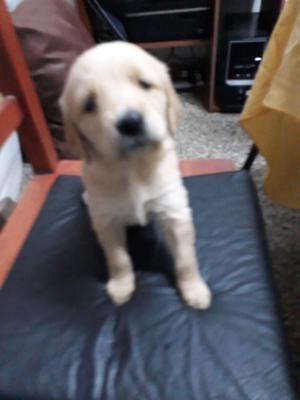 Vendo hembra golden retriever