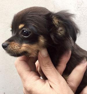 Chihuahua hembra pelo largo