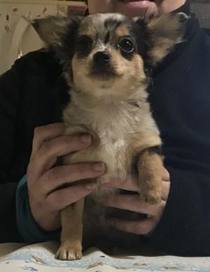 Chihuahua merle hembra pelo largo