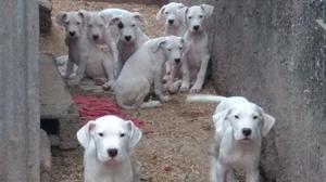 Dogo Argentino FCA