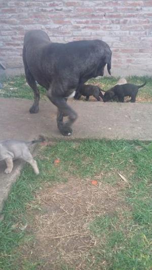 EXELENTAS CACHORROS FILA BRASILEROS