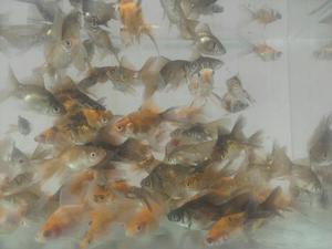 Peces Agua Fria Carassius Goldfish