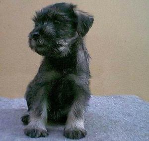 Vendo cachorro schnauzer estandar sal y pimienta con papeles