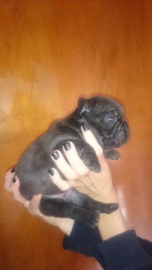 Vendo hermosos bulldog francés!!!