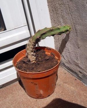 cactus Echinocereus pentalopus en maceta 8
