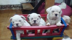 Cachorros bulldog ingles