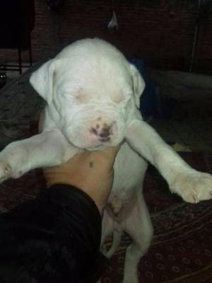 Pitbull Pampas 25 dias