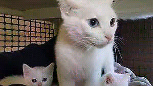 gatito siames albino macho 3m