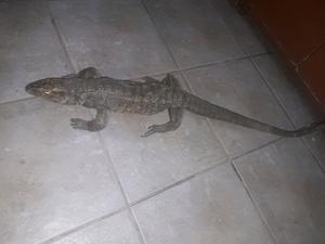 vendo iguana embalsamada
