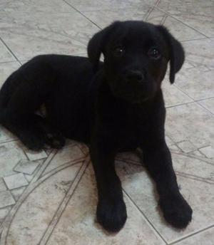 CACHORRA LABRADOR PURA VACUNADA