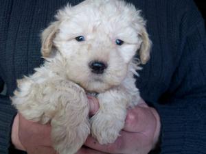 Caniche macho Canelita.