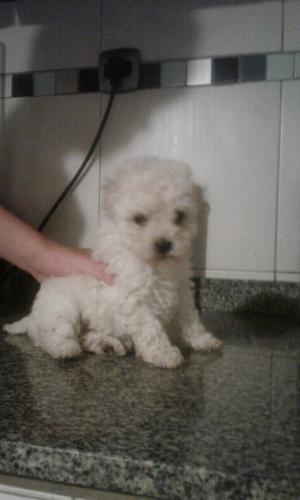 Caniche toy blanca