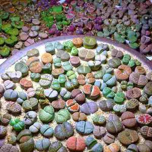 Plantas Raras Lithops Cactus Piedra Plantas Madre!!!!! (avl)