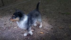 Rough Collie. (Lassie)