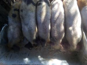 VENDO LECHONES: vendo lechones el kilo vivo a $85