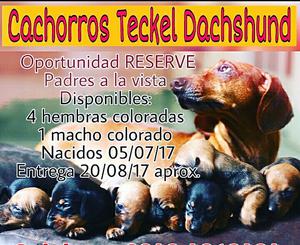Vendo salchichas-teckel duchshund