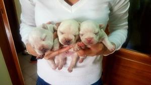 Bulldog frances cachorros