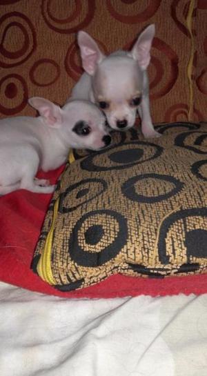 Chihuahua Miniatura Real, Mama kg, Padre 1kg A La Vista