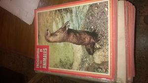 Enciclopedia de animales