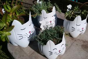 Plantas suculentas en gatitos