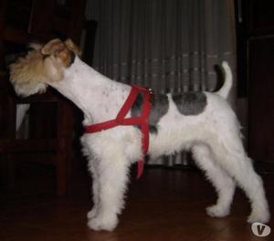 fox terrier wire tricolor cachorros