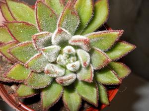 planta suculenta echeveria set-oliver en maceta 8