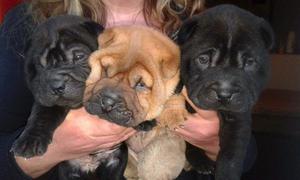 CACHORRA SHAR PEI