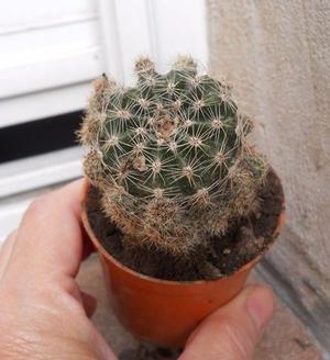 Cactus Echinopsis Oxygona Adulto Colmado De Hijos