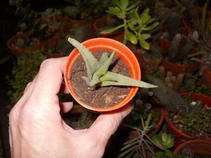 planta suculenta Haworthia en maceta plastica 6