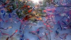 200 Peces Lebistes Varios Colores