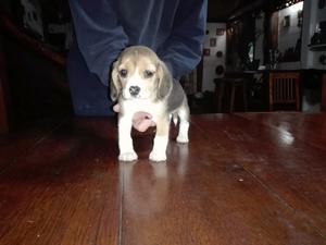 Beagle hembra 55 dias con pedigree. 