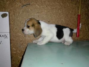 Beagle macho de 55 dias con pedigree
