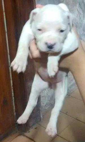 DOGO ARGENTINO EXCELENTES CACHORROS MACHITOS