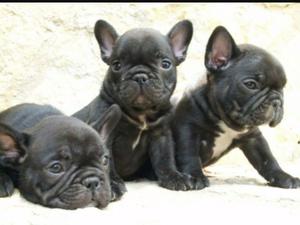 Golden cachorros puros