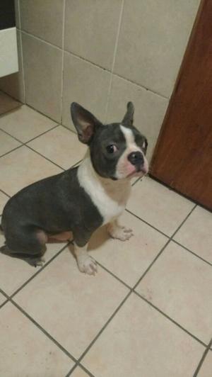 Servicio MACHO BOSTON TERRIER BLU.