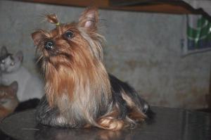 Vendo cachorra yorkshire terrier