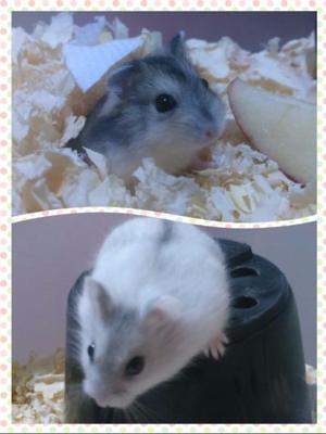 Vendo hamster rusos