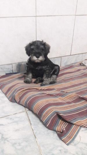 Vendo schnauzers mini sal y pimienta