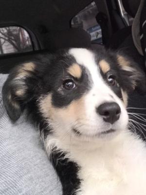 cachorra border collie