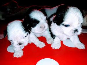 shih tzus hermosos mini